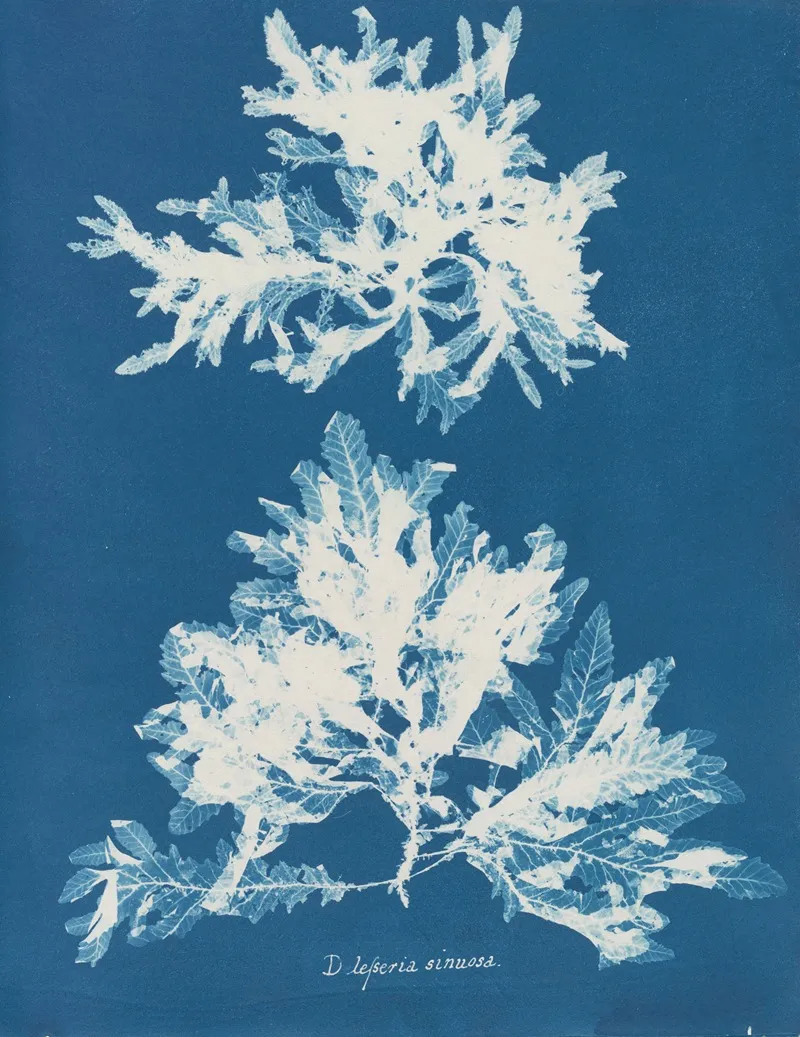 Delesseria Sinuosa Wall Art by Anna Atkins - High-Resolution Digital Print