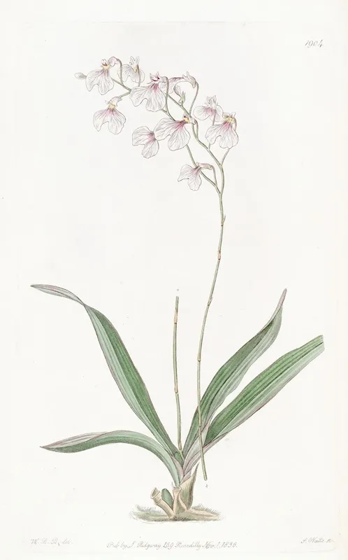 Delicate Ionopsis Wall Art by Sydenham Edwards - High-Resolution Digital Print