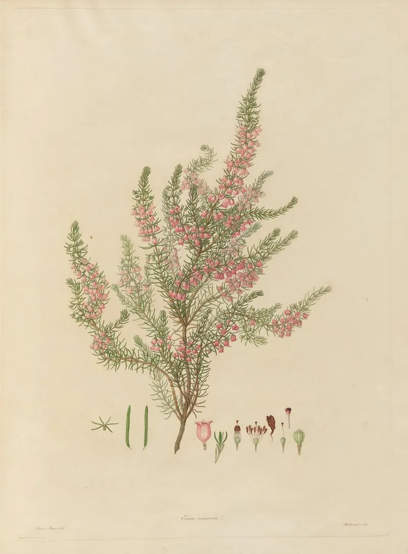 Delineations Of Exotick Plants Cultivated In The Royal Gardens At Kew Pl 01 Wall Art by Franz Andreas Bauer - High-Resolution Digital Print