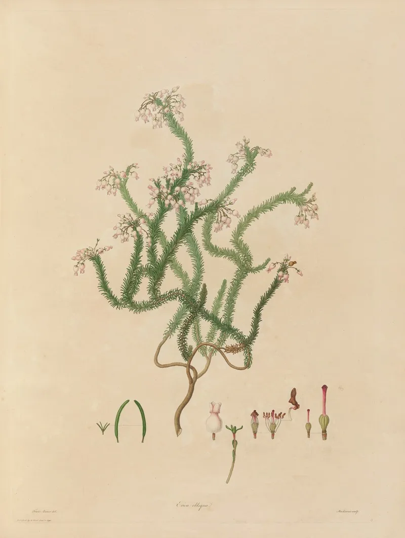 Delineations Of Exotick Plants Cultivated In The Royal Gardens At Kew Pl 03 Wall Art by Franz Andreas Bauer - High-Resolution Digital Print