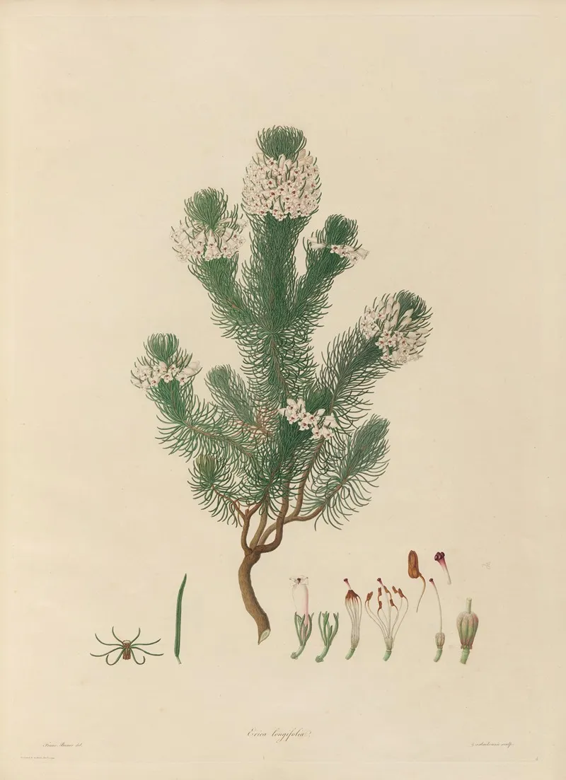 Delineations Of Exotick Plants Cultivated In The Royal Gardens At Kew Pl 04 Wall Art by Franz Andreas Bauer - High-Resolution Digital Print