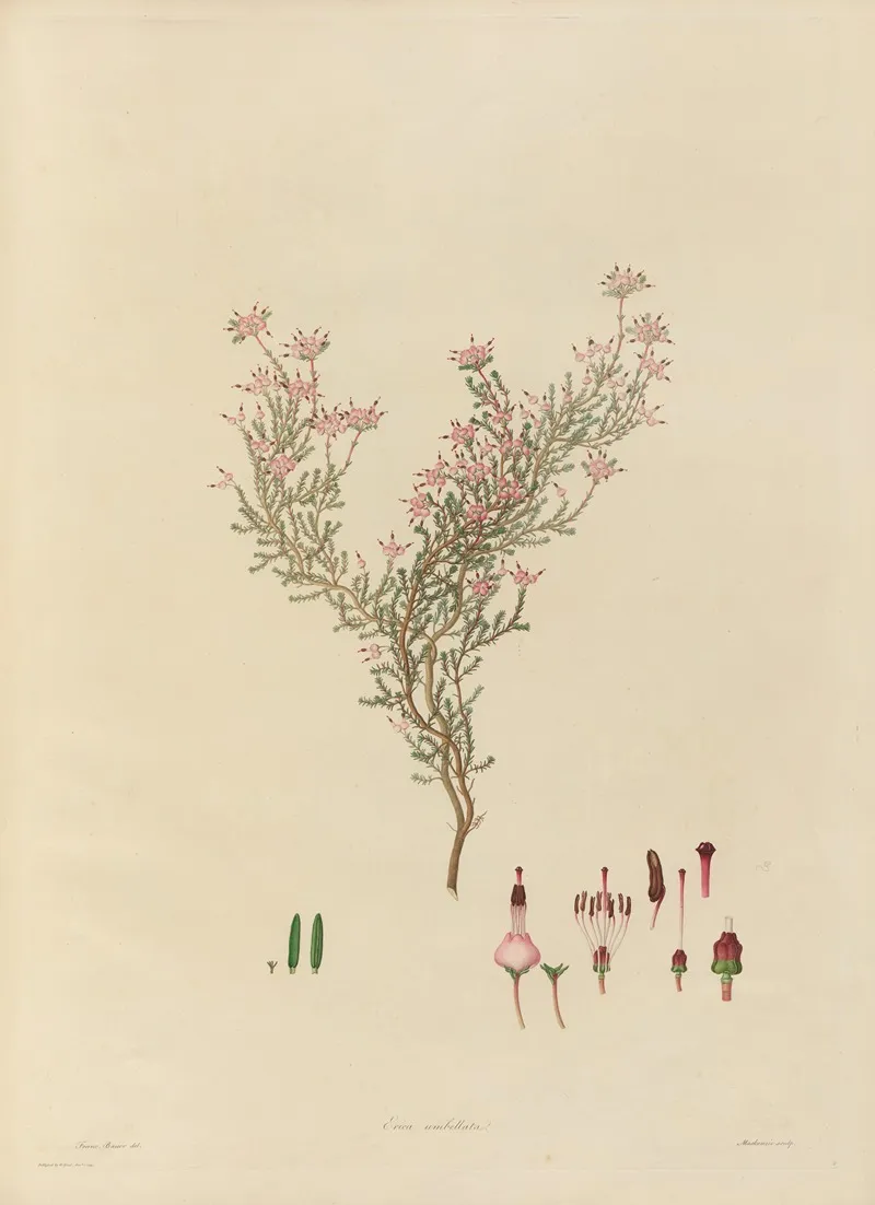 Delineations Of Exotick Plants Cultivated In The Royal Gardens At Kew Pl 05 Wall Art by Franz Andreas Bauer - High-Resolution Digital Print