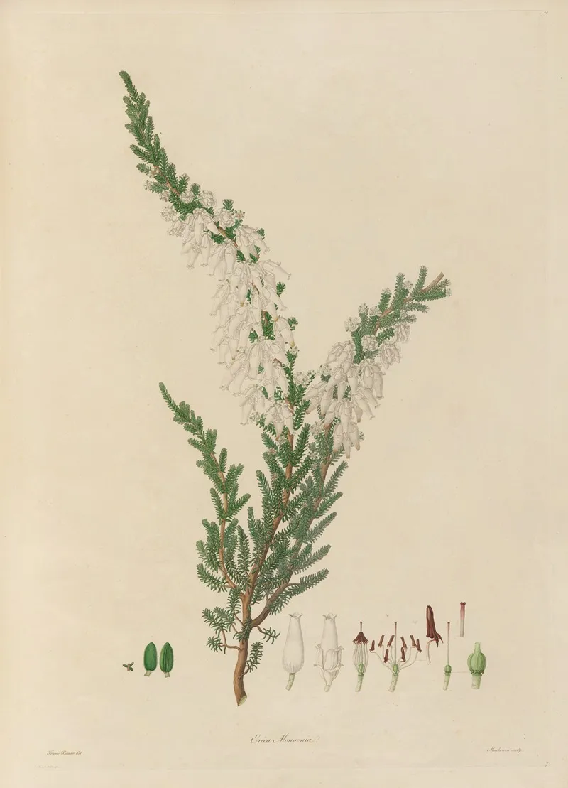 Delineations Of Exotick Plants Cultivated In The Royal Gardens At Kew Pl 07 Wall Art by Franz Andreas Bauer - High-Resolution Digital Print