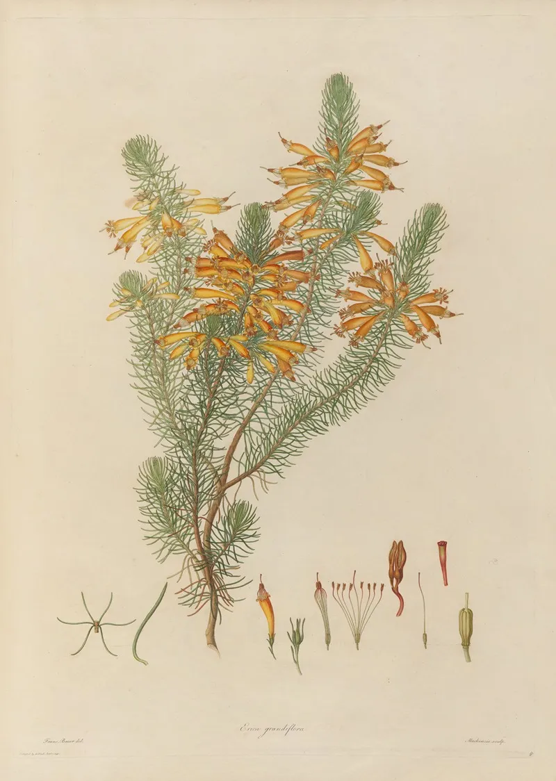 Delineations Of Exotick Plants Cultivated In The Royal Gardens At Kew Pl 08 Wall Art by Franz Andreas Bauer - High-Resolution Digital Print