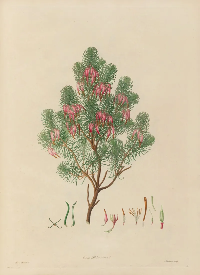 Delineations Of Exotick Plants Cultivated In The Royal Gardens At Kew Pl 09 Wall Art by Franz Andreas Bauer - High-Resolution Digital Print