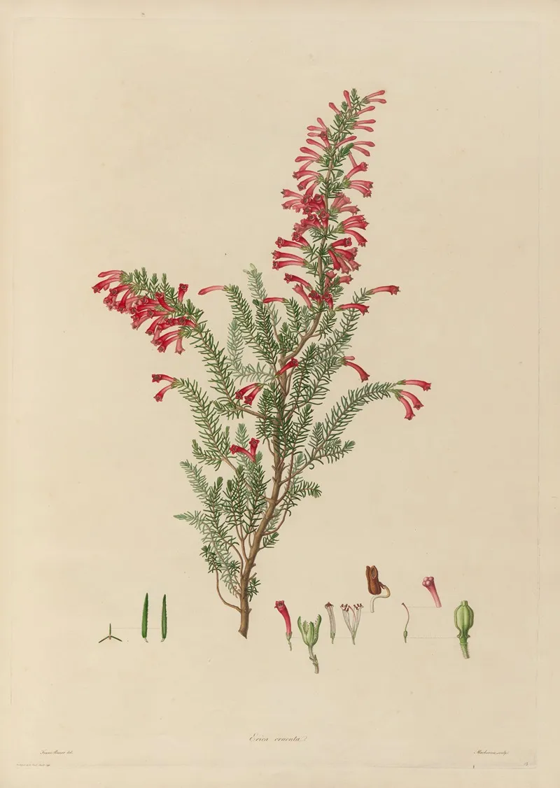 Delineations Of Exotick Plants Cultivated In The Royal Gardens At Kew Pl 13 Wall Art by Franz Andreas Bauer - High-Resolution Digital Print
