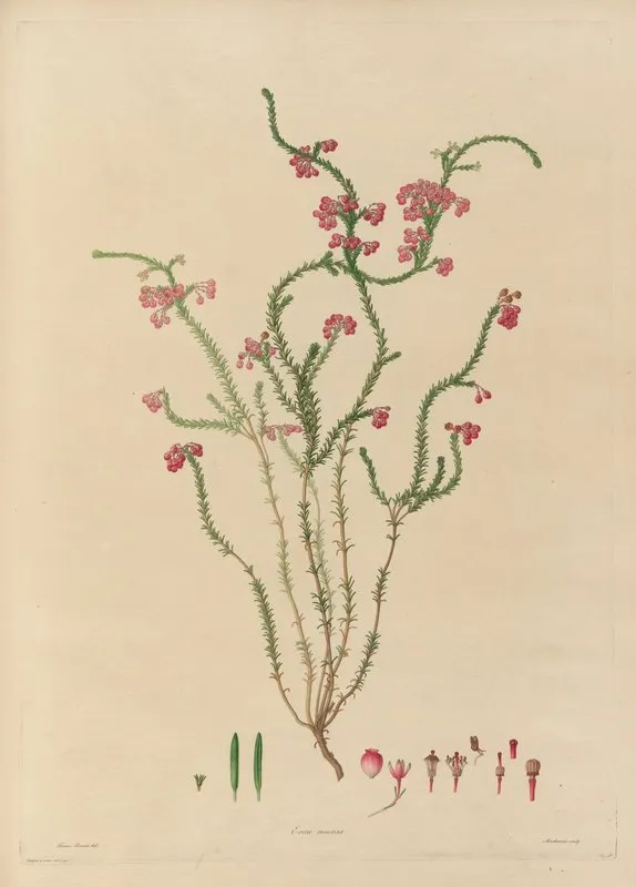 Delineations Of Exotick Plants Cultivated In The Royal Gardens At Kew Pl 15 Wall Art by Franz Andreas Bauer - High-Resolution Digital Print