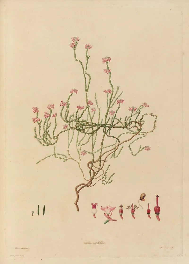 Delineations Of Exotick Plants Cultivated In The Royal Gardens At Kew Pl 21 Wall Art by Franz Andreas Bauer - High-Resolution Digital Print