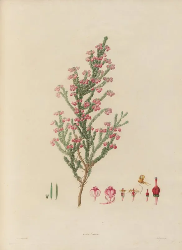 Delineations Of Exotick Plants Cultivated In The Royal Gardens At Kew Pl 22 Wall Art by Franz Andreas Bauer - High-Resolution Digital Print