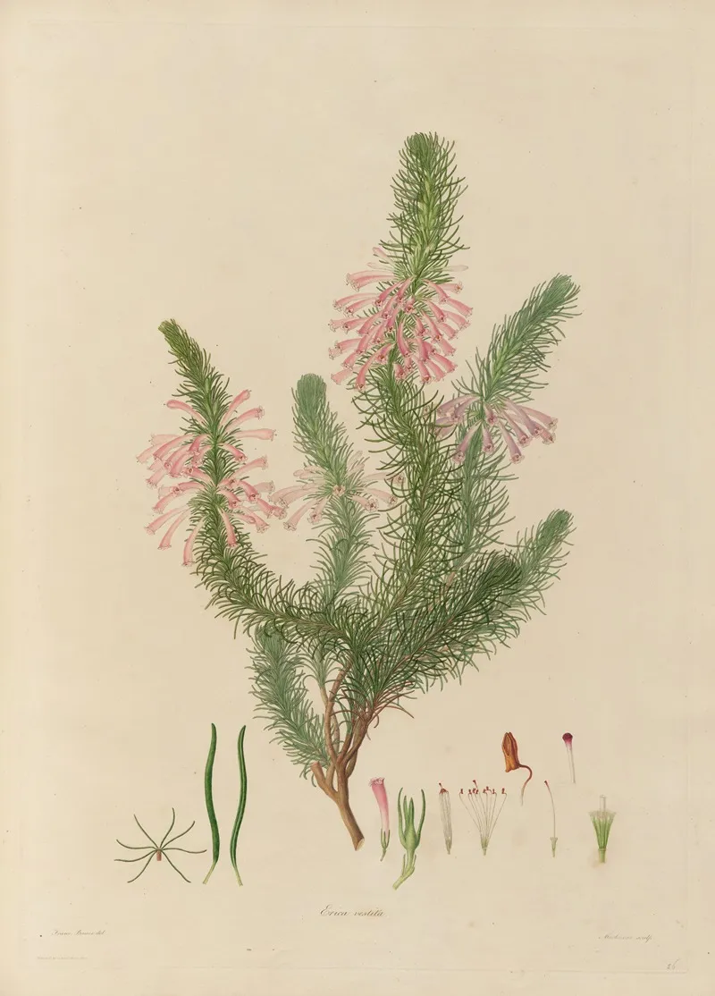 Delineations Of Exotick Plants Cultivated In The Royal Gardens At Kew Pl 26 Wall Art by Franz Andreas Bauer - High-Resolution Digital Print