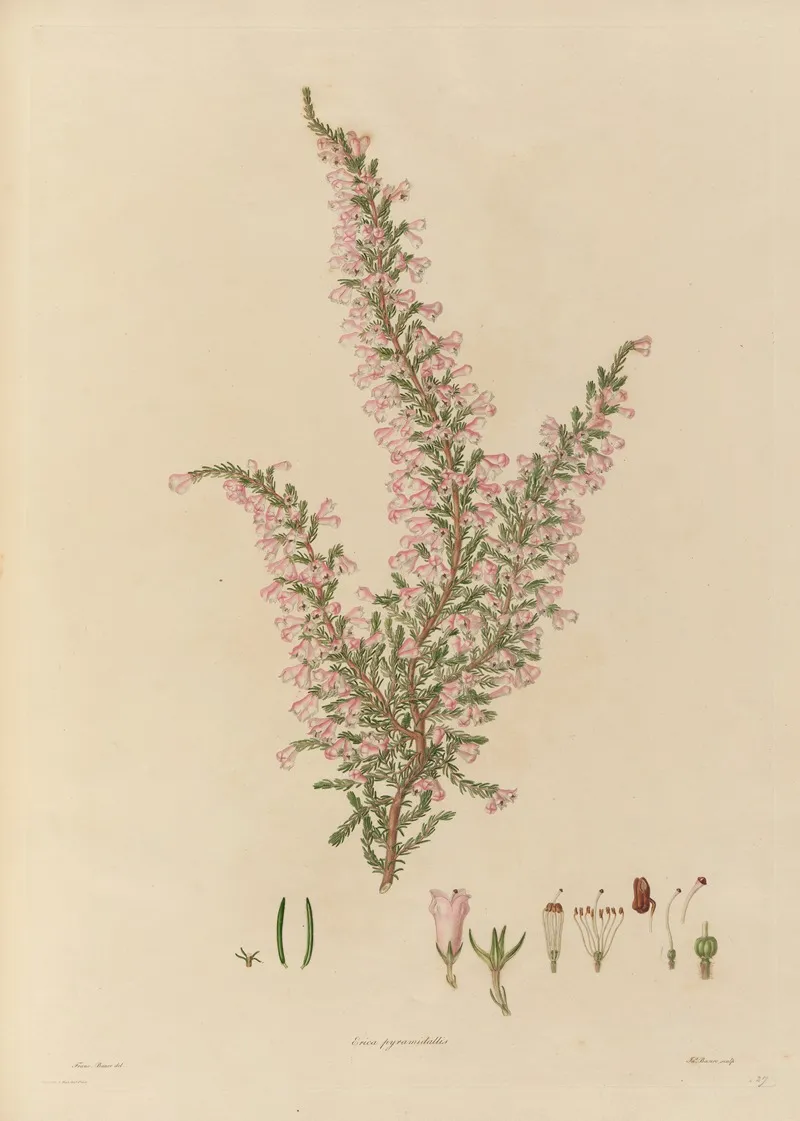 Delineations Of Exotick Plants Cultivated In The Royal Gardens At Kew Pl 27 Wall Art by Franz Andreas Bauer - High-Resolution Digital Print