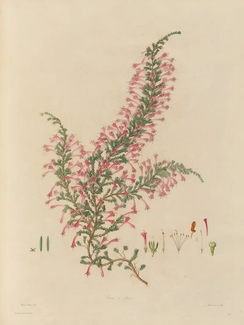 Delineations Of Exotick Plants Cultivated In The Royal Gardens At Kew Pl 28 Wall Art by Franz Andreas Bauer - High-Resolution Digital Print