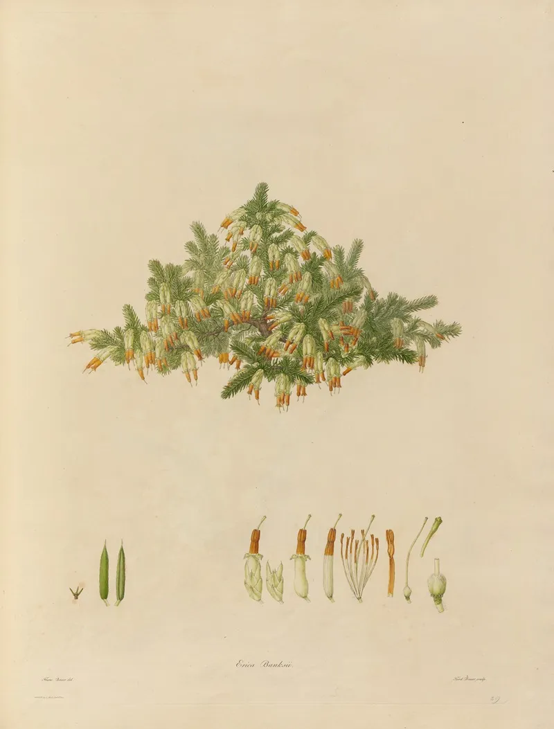 Delineations Of Exotick Plants Cultivated In The Royal Gardens At Kew Pl 29 Wall Art by Franz Andreas Bauer - High-Resolution Digital Print