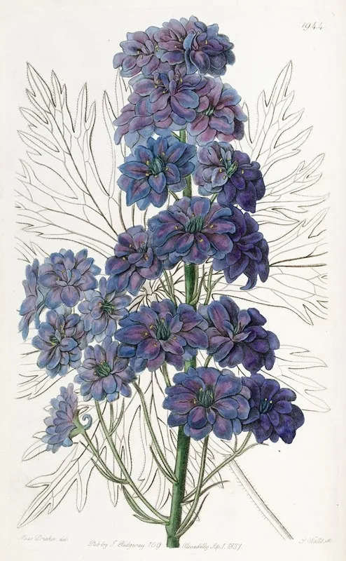 Delphinium Barlowii Wall Art by Sydenham Edwards - High-Resolution Digital Print