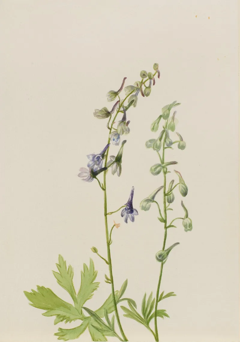 Delphinium Delphinium Scopulorum