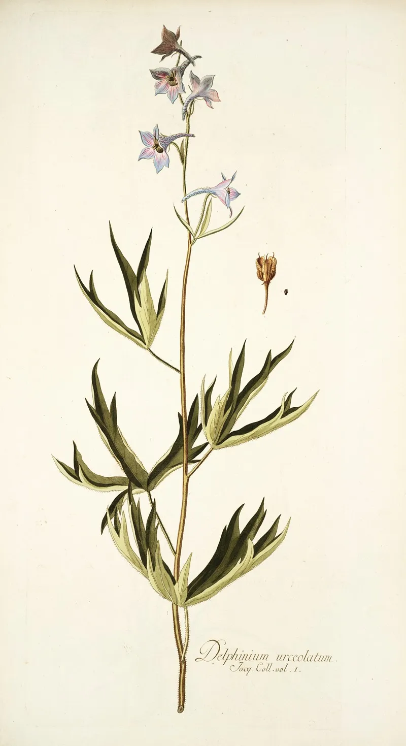 Delphinium Urceolatum Wall Art by Nikolaus Joseph Freiherr von Jacquin - High-Resolution Digital Print