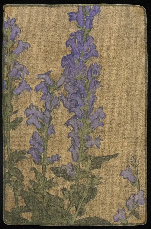 Delphinium