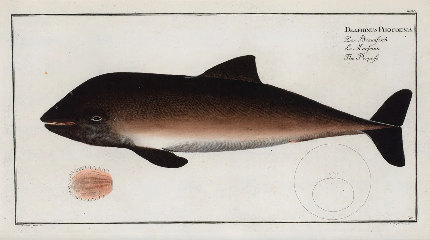 Delphinus Phocoena The Porpesse Wall Art by Marcus Elieser Bloch - High-Resolution Digital Print