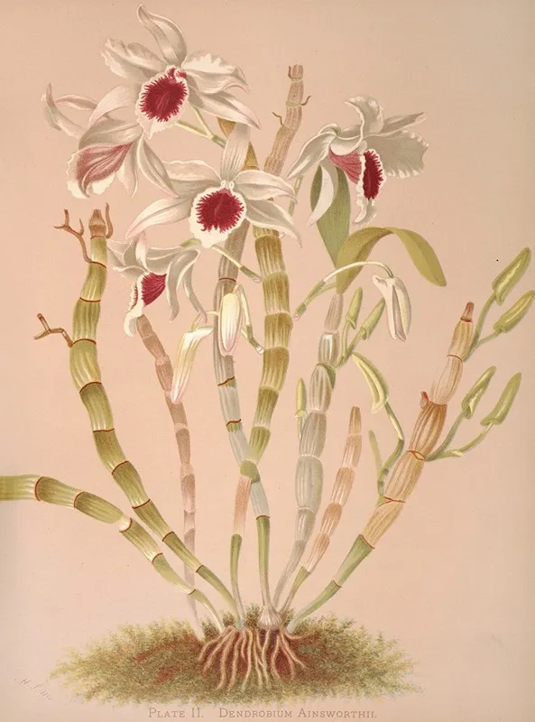 Dendrobium Ainsworthii Wall Art by Harriet Stewart Miner - High-Resolution Digital Print