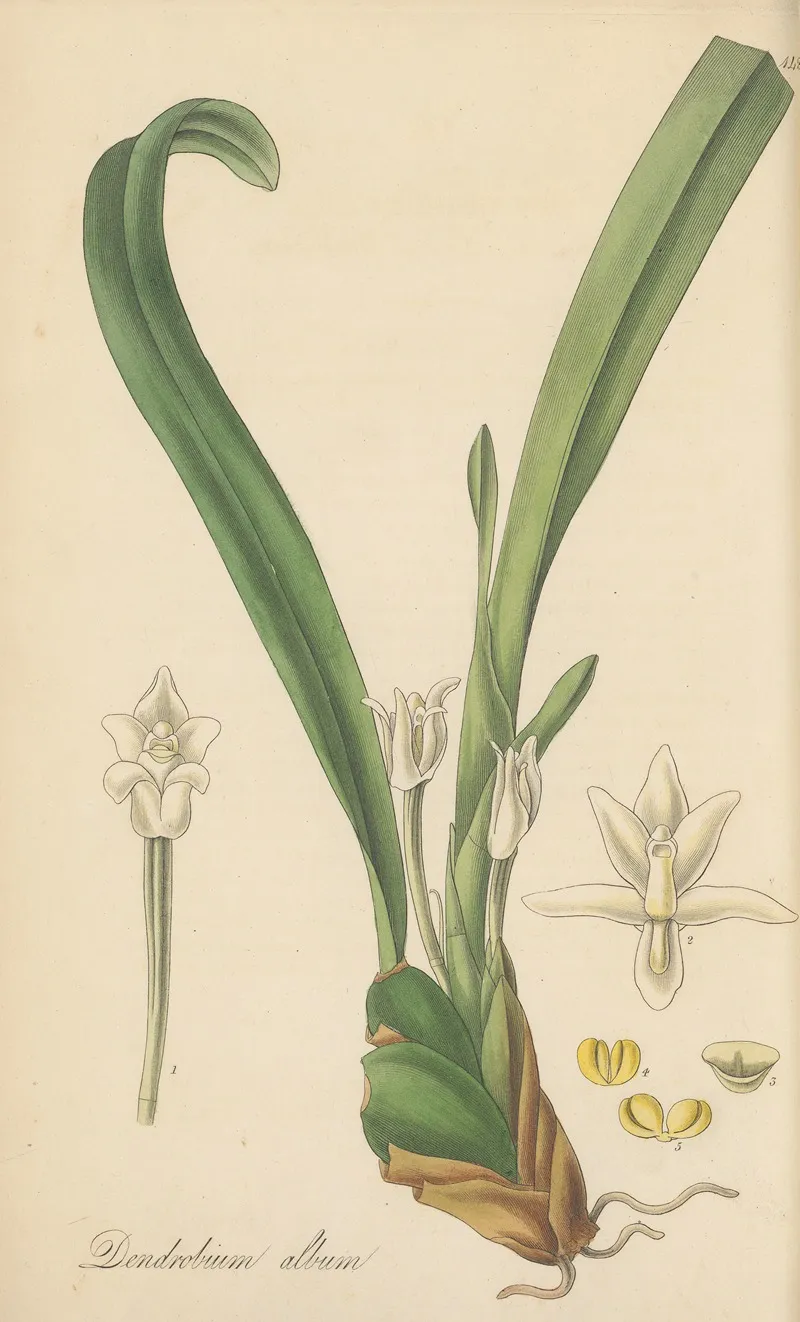 Dendrobium Album Wall Art by William Jackson Hooker - High-Resolution Digital Print