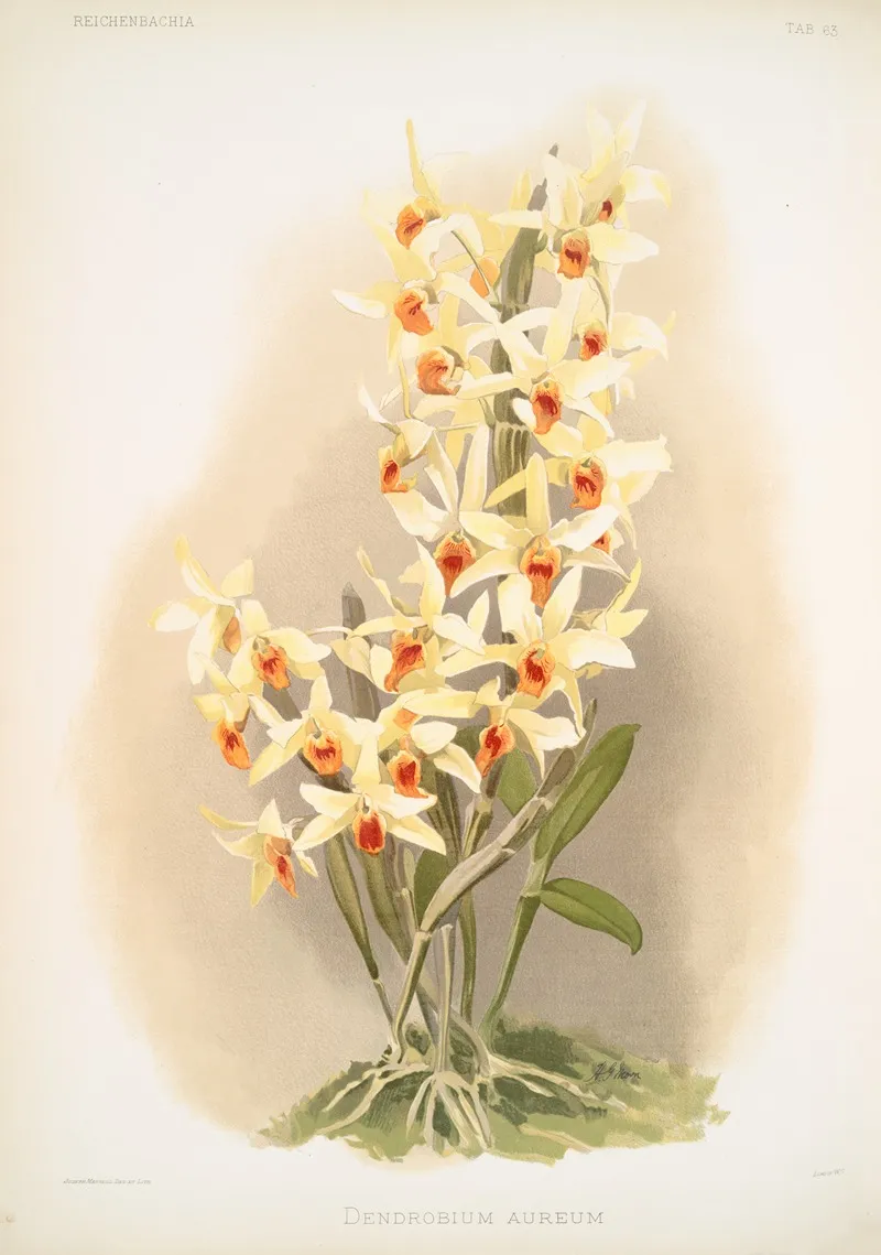 Dendrobium Aureum Wall Art by Frederick Sander - High-Resolution Digital Print