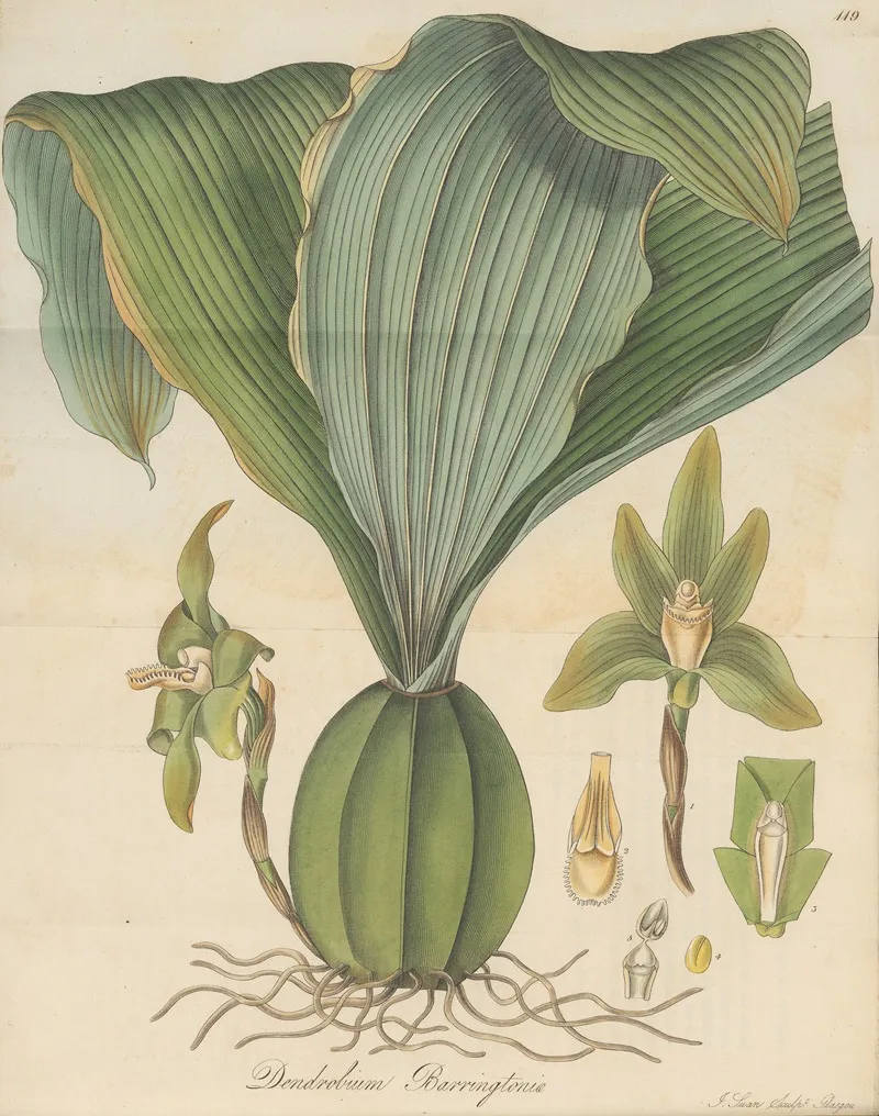 Dendrobium Barringtoniae Wall Art by William Jackson Hooker - High-Resolution Digital Print