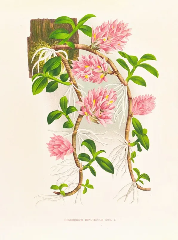 Dendrobium Bracteosum Wall Art by Jean Jules Linden - High-Resolution Digital Print