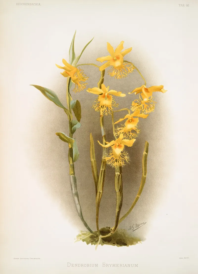 Dendrobium Brymerianum Wall Art by Frederick Sander - High-Resolution Digital Print