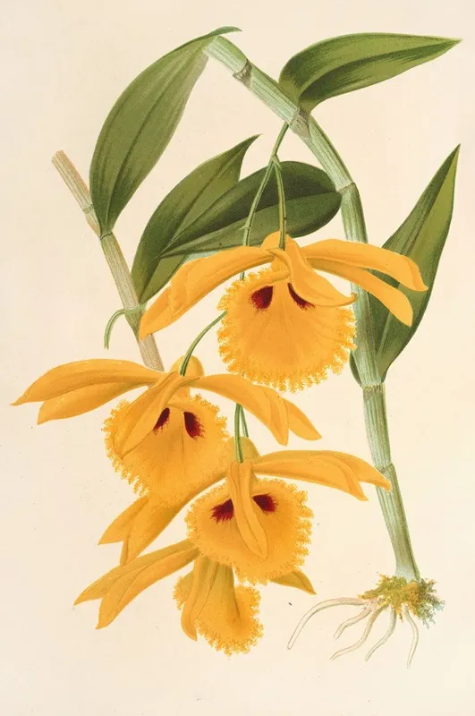 Dendrobium Chrysotis Wall Art by Charles Antoine Lemaire - High-Resolution Digital Print