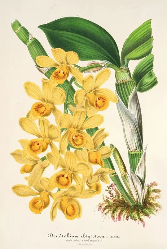 Dendrobium Chrysotoxum Wall Art by Charles Antoine Lemaire - High-Resolution Digital Print