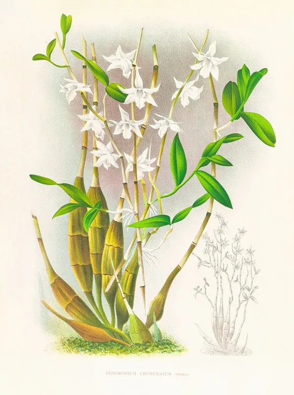 Dendrobium Crumenatum Wall Art by Jean Jules Linden - High-Resolution Digital Print