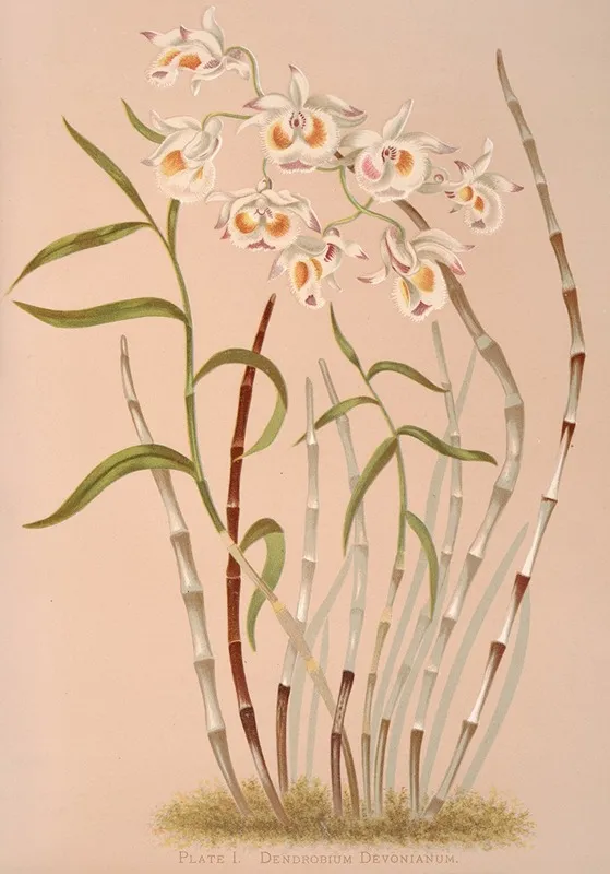 Dendrobium Devonianum Wall Art by Harriet Stewart Miner - High-Resolution Digital Print