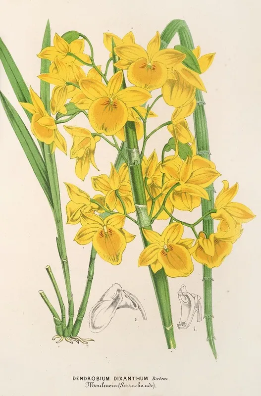 Dendrobium Dixanthum Wall Art by Charles Antoine Lemaire - High-Resolution Digital Print