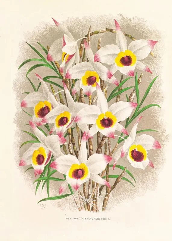 Dendrobium Falconeri Wall Art by Jean Jules Linden - High-Resolution Digital Print