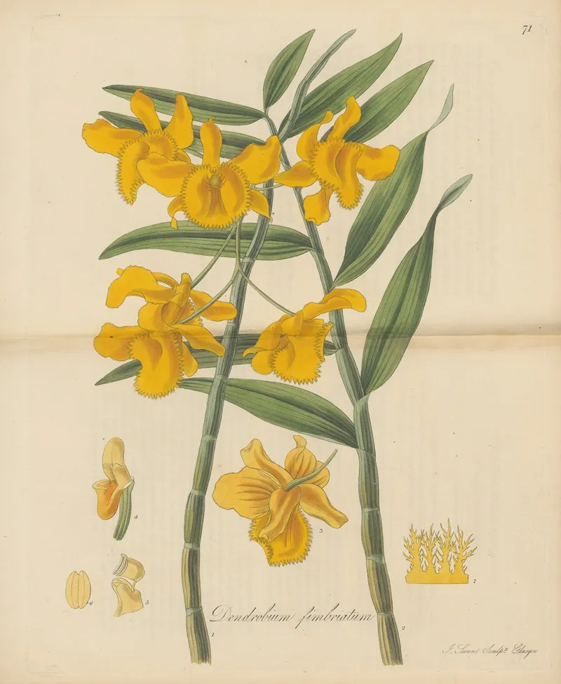 Dendrobium Fimbriatum Wall Art by William Jackson Hooker - High-Resolution Digital Print