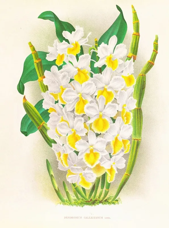 Dendrobium Galliceanum Wall Art by Jean Jules Linden - High-Resolution Digital Print