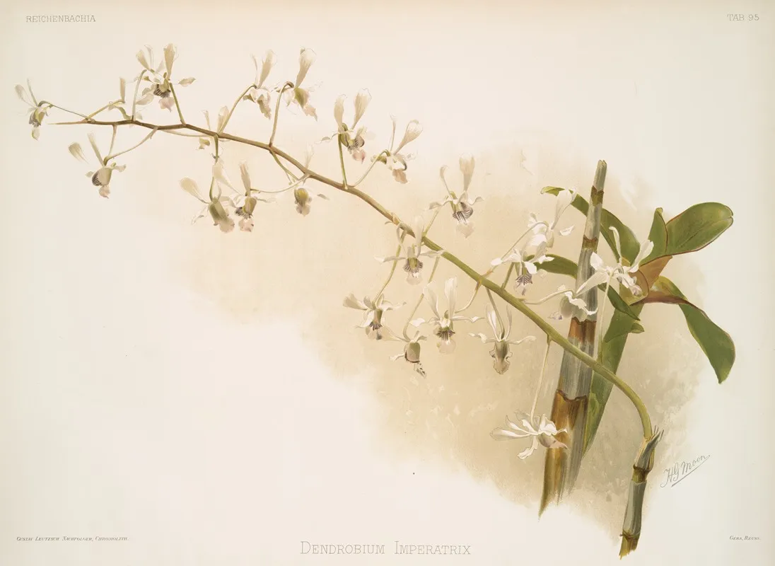 Dendrobium Imperatrix Wall Art by Frederick Sander - High-Resolution Digital Print