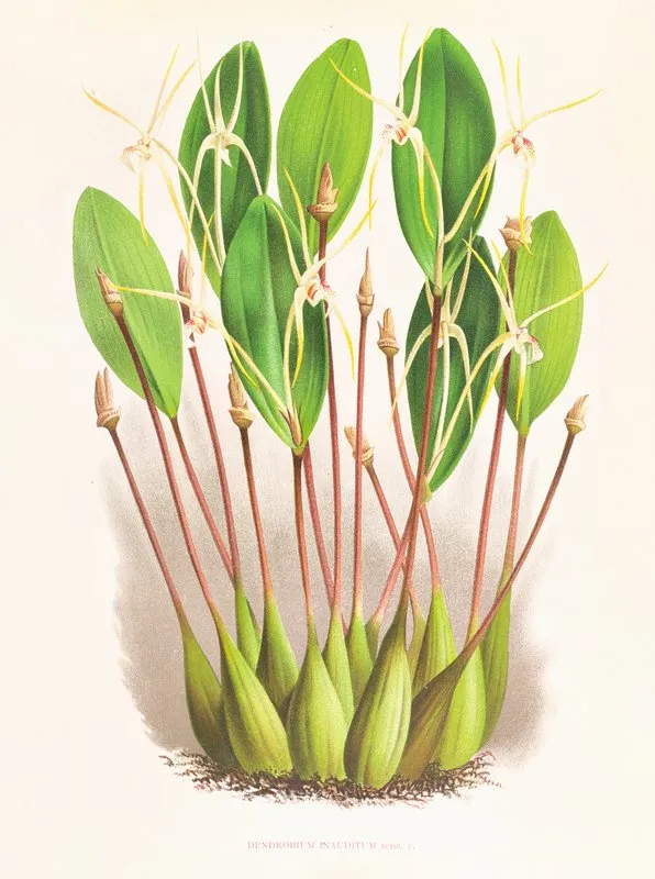 Dendrobium Inauditum Wall Art by Jean Jules Linden - High-Resolution Digital Print