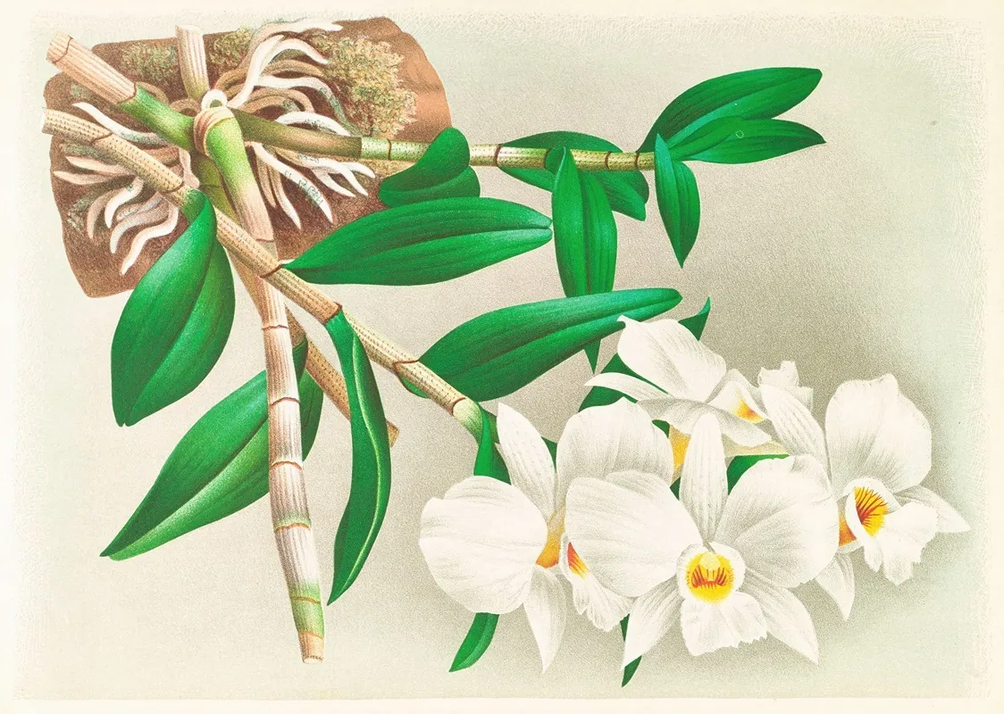 Dendrobium Infundibulum Wall Art by Jean Jules Linden - High-Resolution Digital Print