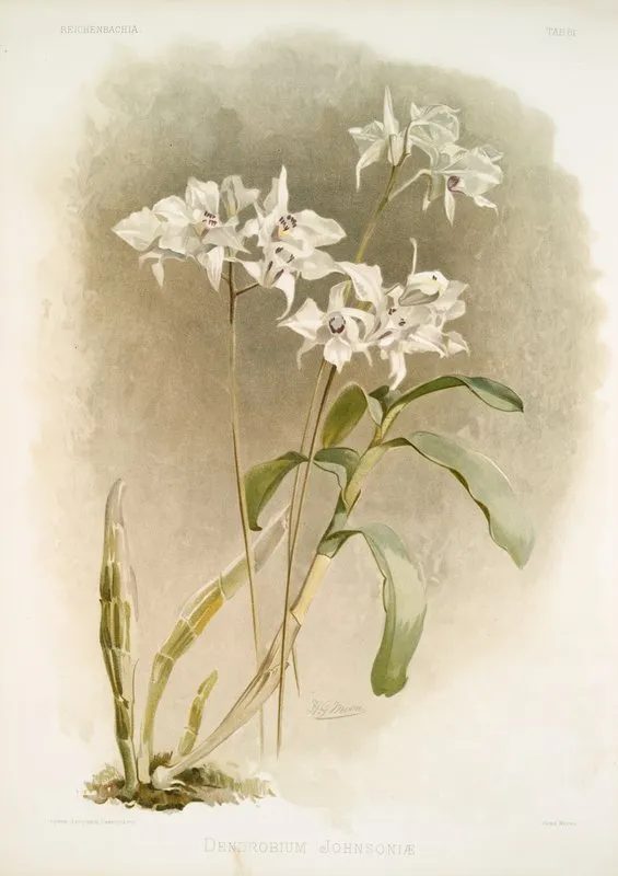 Dendrobium Johnsoniae Wall Art by Frederick Sander - High-Resolution Digital Print