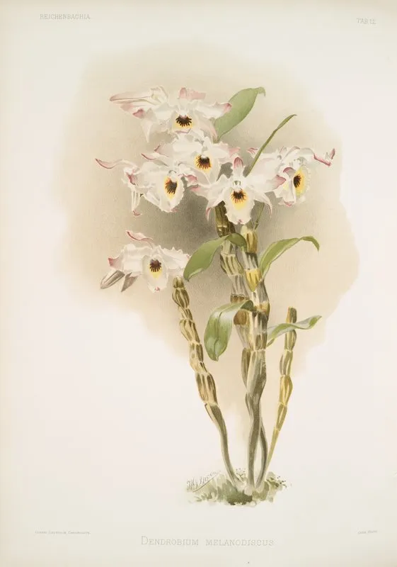 Dendrobium Melanodiscus Wall Art by Frederick Sander - High-Resolution Digital Print