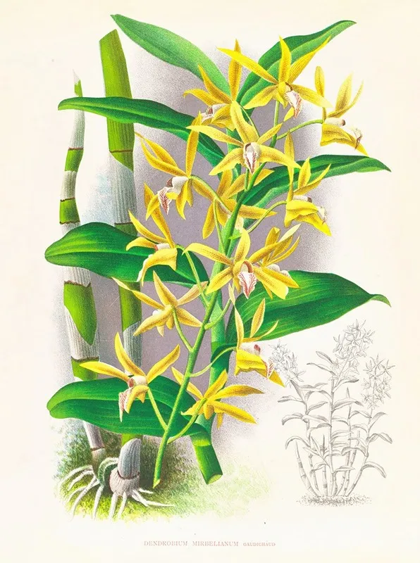 Dendrobium Mirbelianum Wall Art by Jean Jules Linden - High-Resolution Digital Print