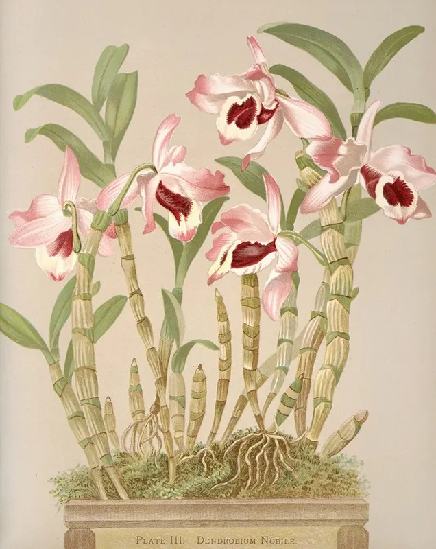 Dendrobium Nobile Wall Art by Harriet Stewart Miner - High-Resolution Digital Print