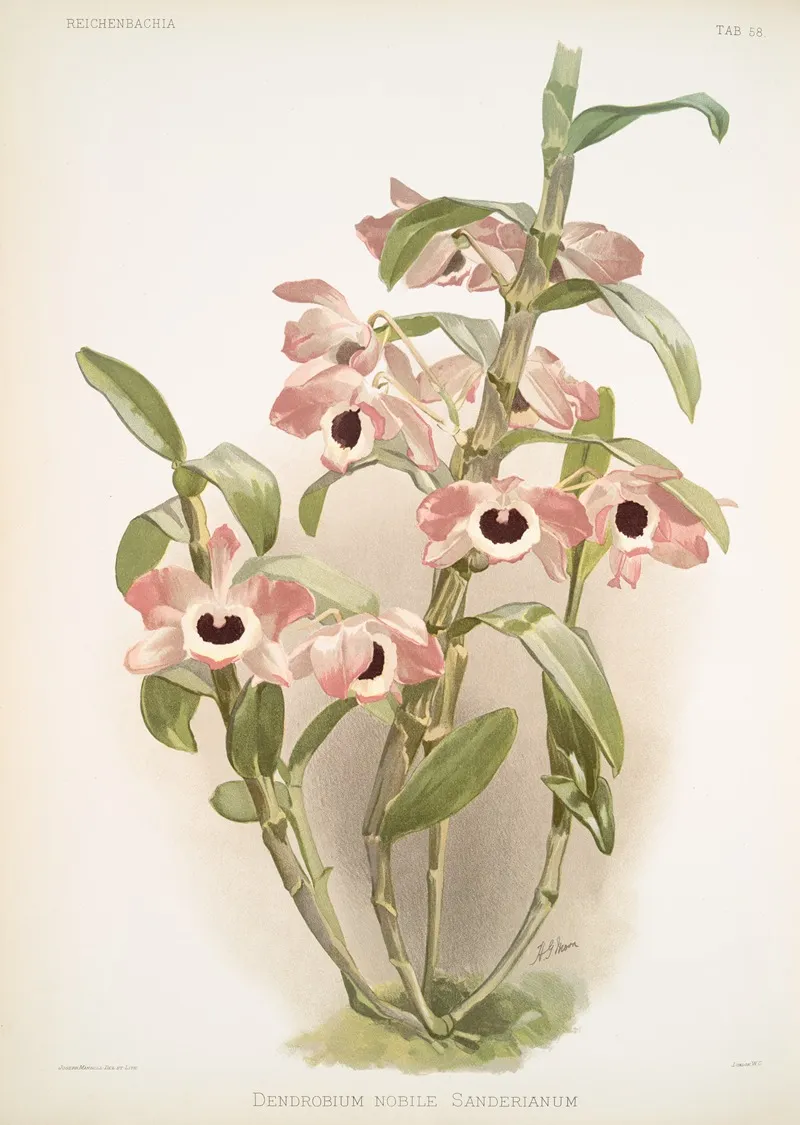 Dendrobium Noile Sanderianum Wall Art by Frederick Sander - High-Resolution Digital Print
