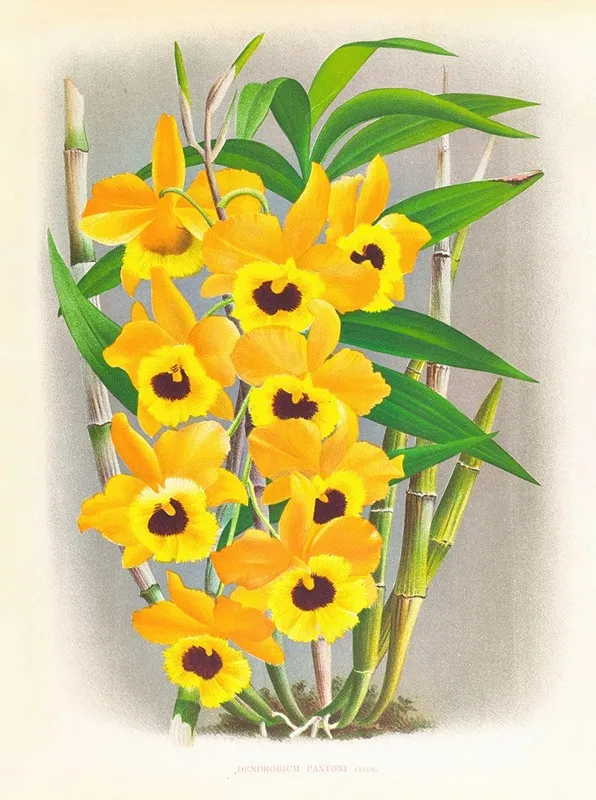 Dendrobium Paxtoni Wall Art by Jean Jules Linden - High-Resolution Digital Print