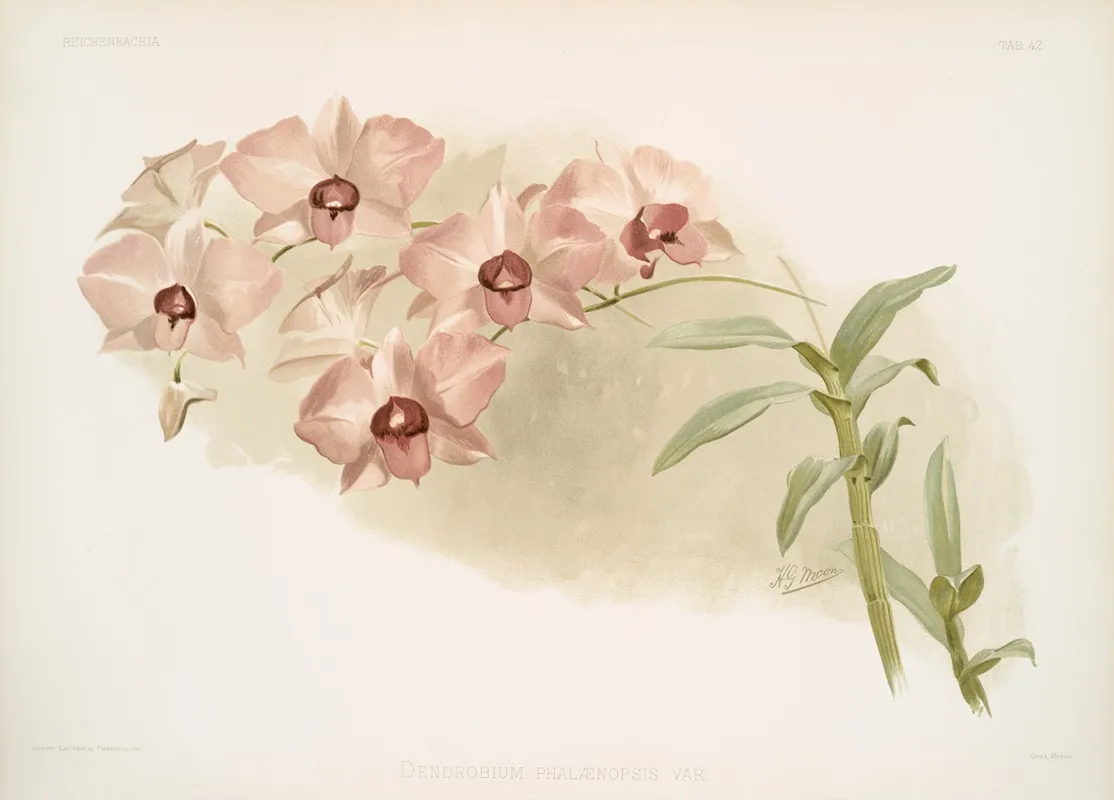 Dendrobium Phalaenopsis Var Wall Art by Frederick Sander - High-Resolution Digital Print