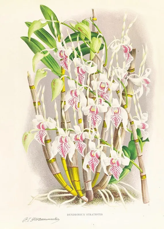 Dendrobium Stratiotes Wall Art by Jean Jules Linden - High-Resolution Digital Print