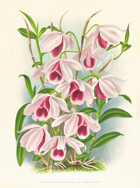 Dendrobium Superbum Var Anosmum Wall Art by Jean Jules Linden - High-Resolution Digital Print