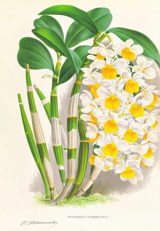 Dendrobium Thyrsiflorum Wall Art by Jean Jules Linden - High-Resolution Digital Print