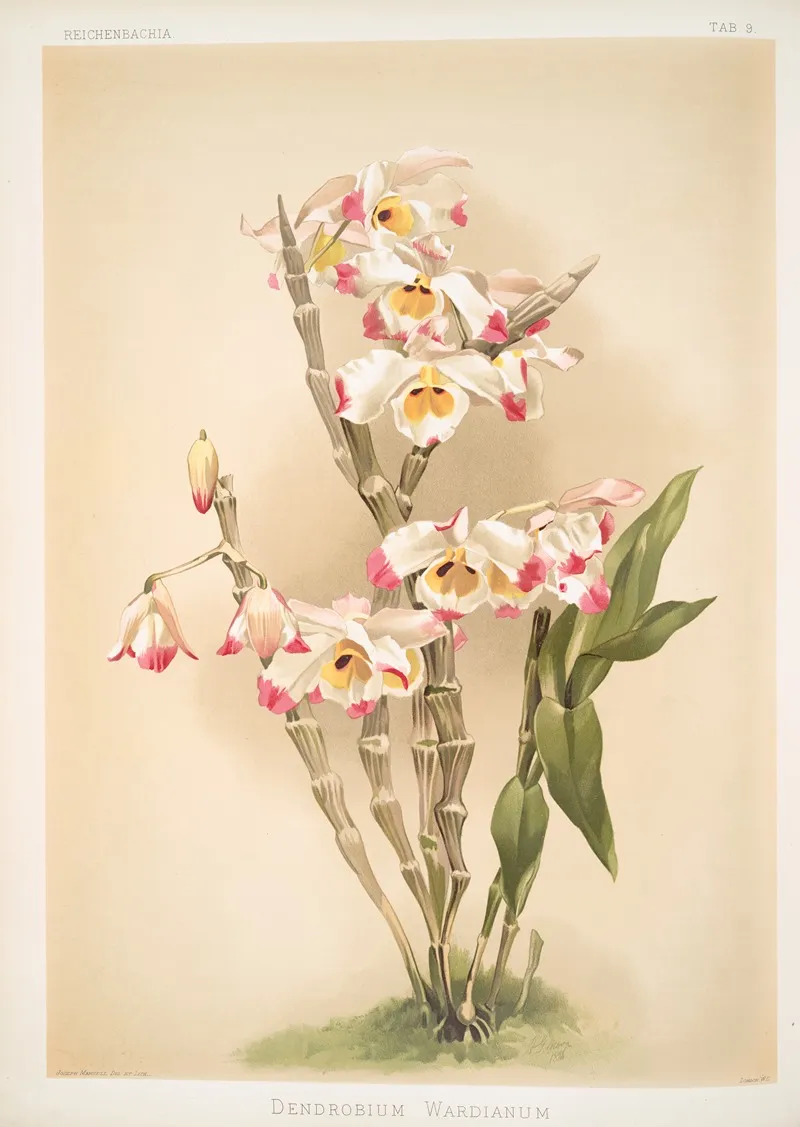 Dendrobium Wardianum 2 Wall Art by Frederick Sander - High-Resolution Digital Print